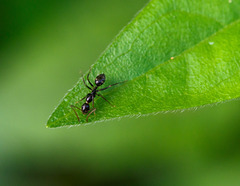 Camponotus sexguttatus