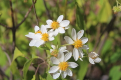 Montanoa leucantha