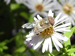 Copestylum isabellina