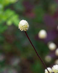 Alternanthera brasiliana