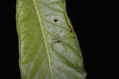 Peucetia rubrolineata