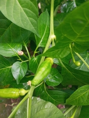 Capsicum annuum