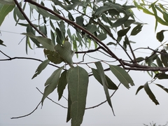 Eucalyptus tereticornis