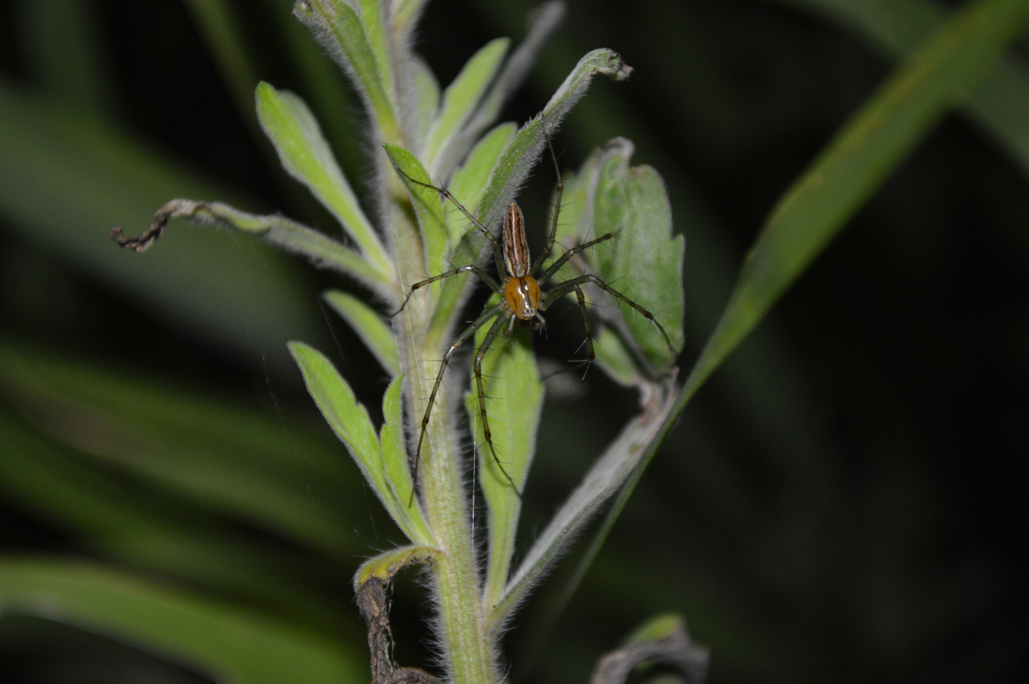 Peucetia rubrolineata image