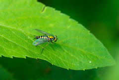 Condylostylus graenicheri