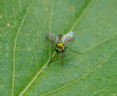 Condylostylus graenicheri