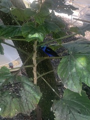 Polyscias guilfoylei