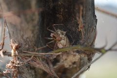 Peucetia rubrolineata
