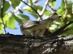 Setophaga coronata coronata