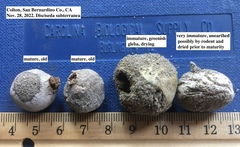 Disciseda subterranea