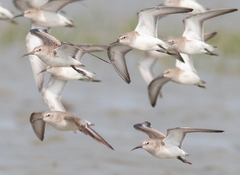 Calidris ferruginea
