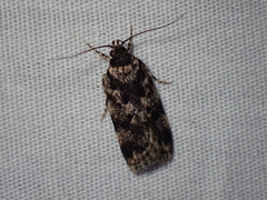 Barea codrella
