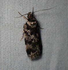 Barea codrella