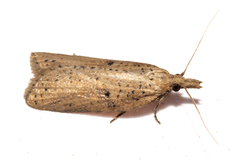 Apoctena persecta