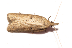 Apoctena persecta