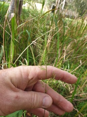 Dichelachne micrantha