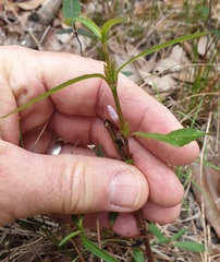 Hygrophila angustifolia
