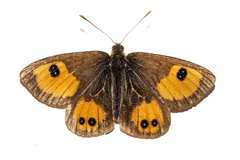 Argyrophenga janitae