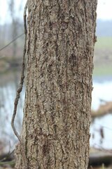 Ulmus rubra