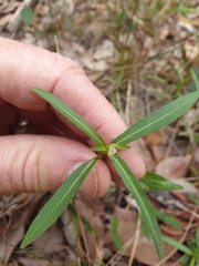 Hygrophila angustifolia