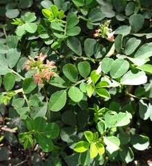 Indigofera spicata
