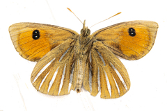 Argyrophenga janitae