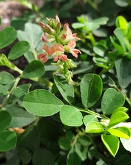 Indigofera spicata