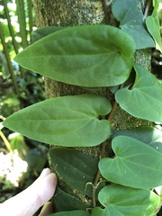 Ficus villosa