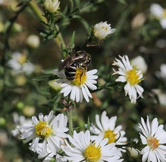 Lasioglossum