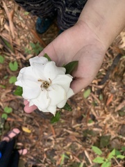 Gardenia jasminoides