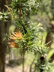 Grevillea juniperina