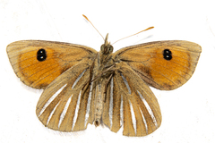 Argyrophenga janitae