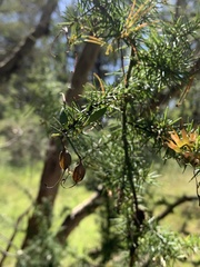Grevillea juniperina