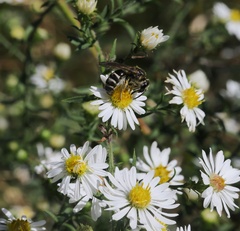 Lasioglossum