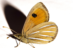 Argyrophenga janitae