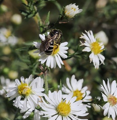 Lasioglossum