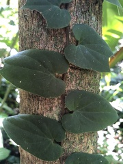 Ficus villosa