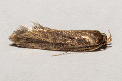 Atomotricha