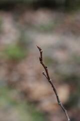 Ulmus rubra