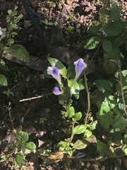 Scutellaria galericulata