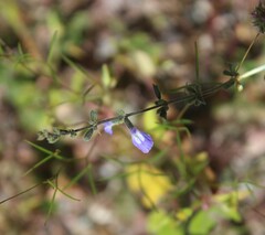 Salvia alamosana