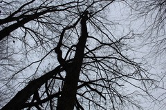 Ulmus rubra
