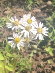 Aster baccharoides