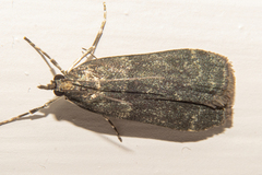 Eudonia cataxesta