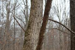Ulmus rubra
