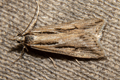 Scoparia panopla