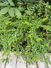 Phyllanthus cochinchinensis