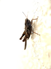 Tetrigidae