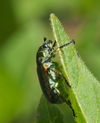 Diphucephala colaspidoides