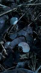 Cystolepiota seminuda